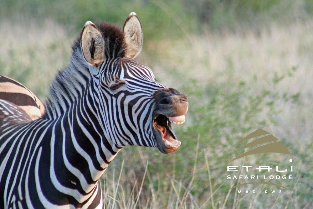 Etali Safari Lodge Madikwe Game Reserve Exteriér fotografie